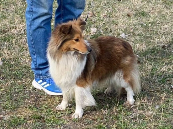 Perros Pastor de Shetland en venta