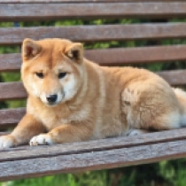 Mie, red Shiba Inu en venta