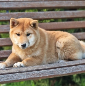 Shiba Inu puppy for sale