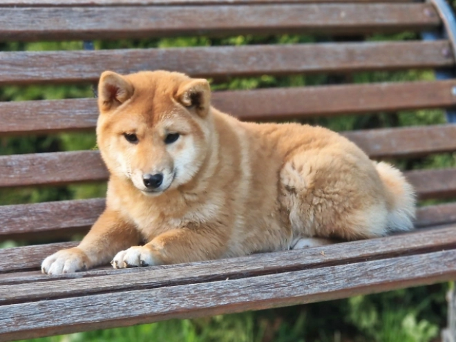 Shiba Inu Welpe kaufen