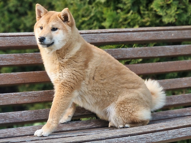 Shiba Inu Welpe kaufen