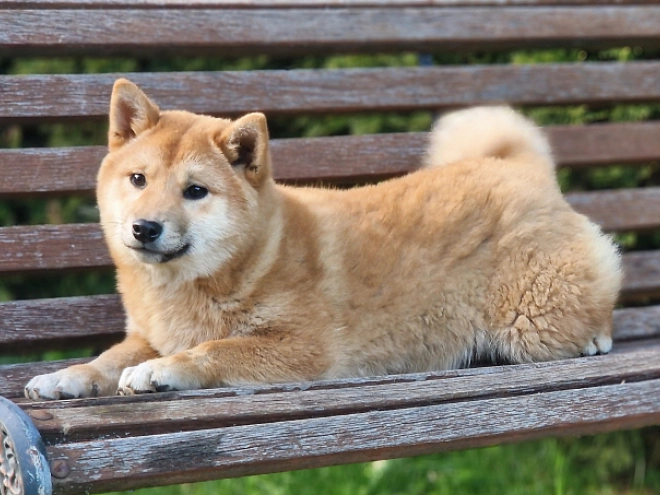 Shiba Inu Welpe kaufen