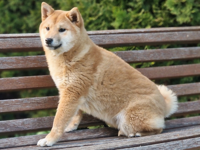 Shiba Inu Welpe kaufen
