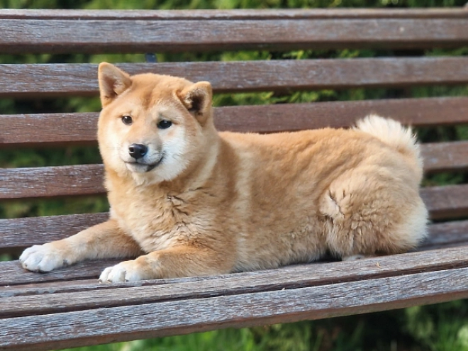 Shiba Inu Welpe kaufen
