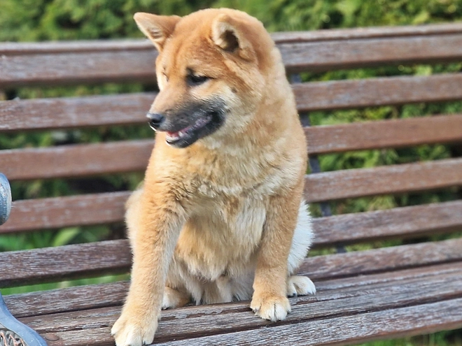 Shiba Inu Welpe kaufen