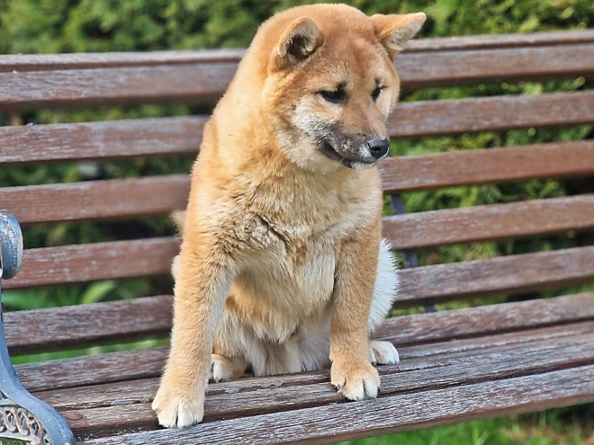 Shiba Inu Welpe kaufen