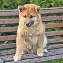 Jiro, red Shiba Inu en venta