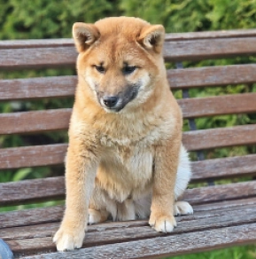 Shiba Inu puppy for sale