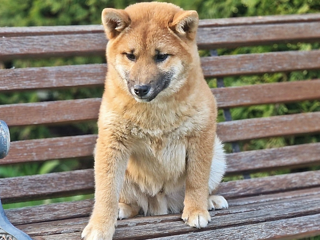 Shiba Inu Welpe kaufen