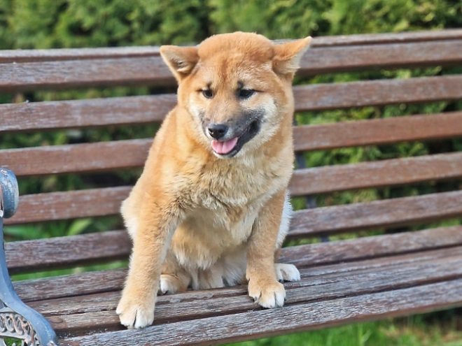 Shiba Inu Welpe kaufen