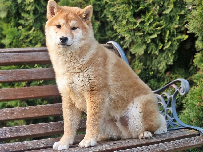 Shiba Inu Welpe kaufen