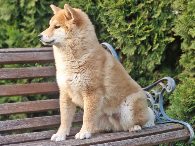 Shiba Inu Welpe kaufen