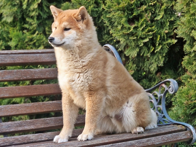 Shiba Inu Welpe kaufen