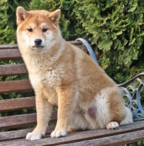 Shiba Inu puppy for sale