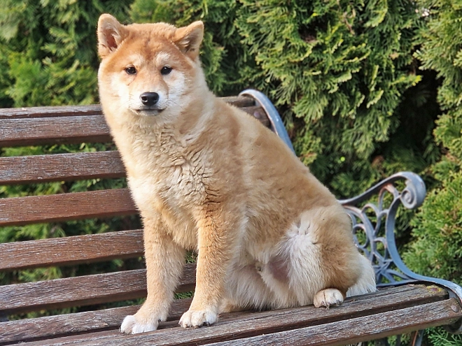 Shiba Inu Welpe kaufen