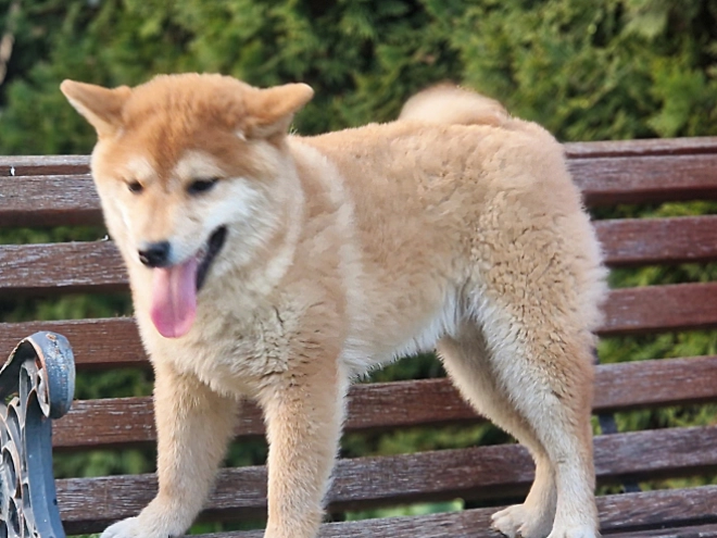 Shiba Inu Welpe kaufen