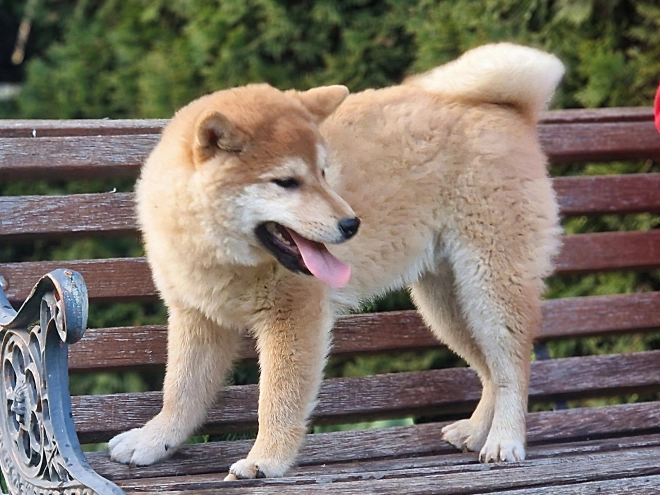 Shiba Inu Welpe kaufen