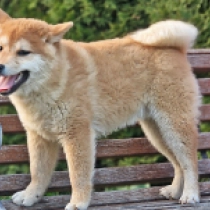 Kyoto, red Shiba Inu en venta