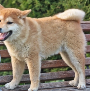 Shiba Inu puppy for sale
