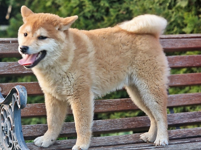 Shiba Inu Welpe kaufen