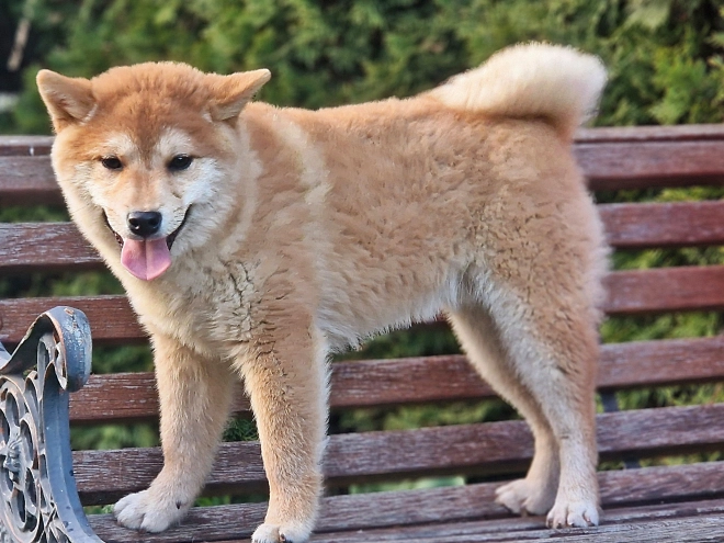 Shiba Inu Welpe kaufen