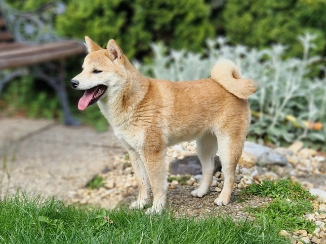 Shiba Inu Welpe kaufen