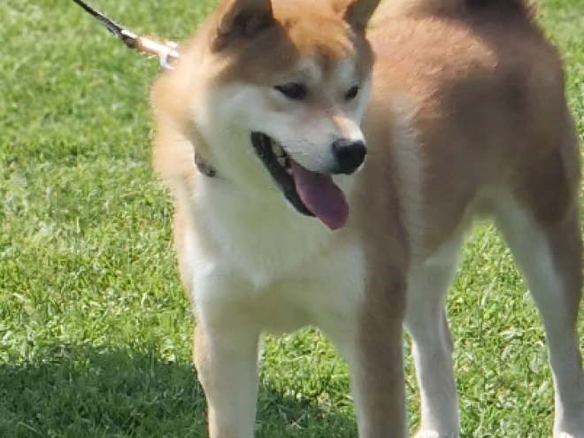 Shiba Inu Welpe kaufen