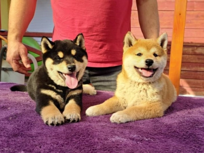 Shiba Inu Welpe kaufen