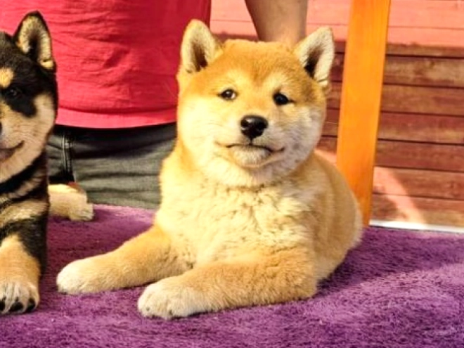 Shiba Inu Welpe kaufen