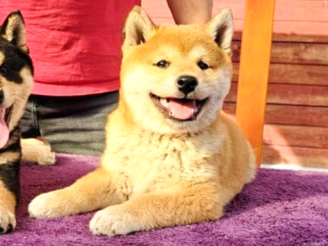 Shiba Inu Welpe kaufen