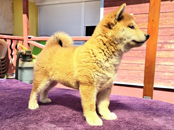 Shiba Inu Welpe kaufen