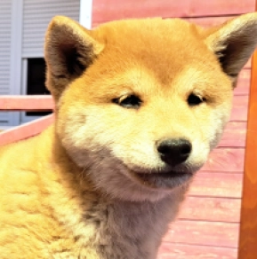Perros Shiba Inu en venta