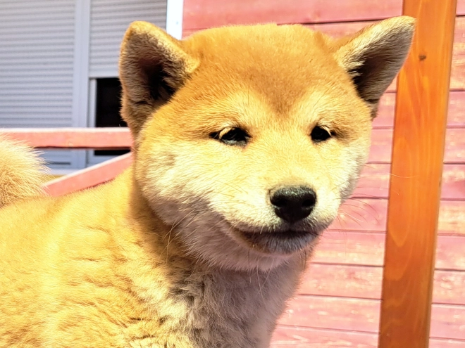 Shiba Inu Welpe kaufen
