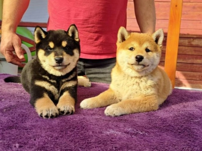 Shiba Inu Welpe kaufen