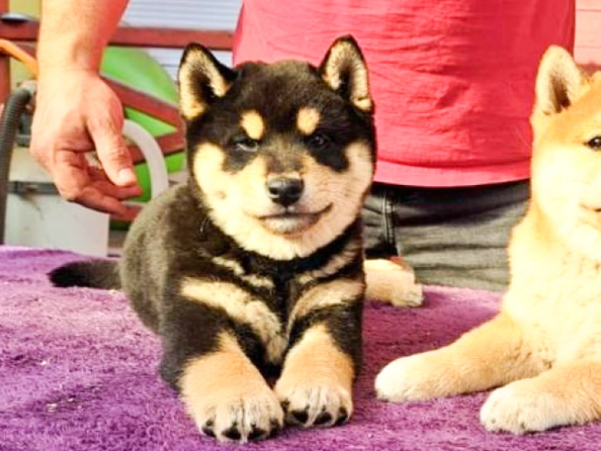 Shiba Inu Welpe kaufen