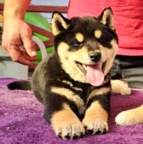 Shiba Inu puppy for sale