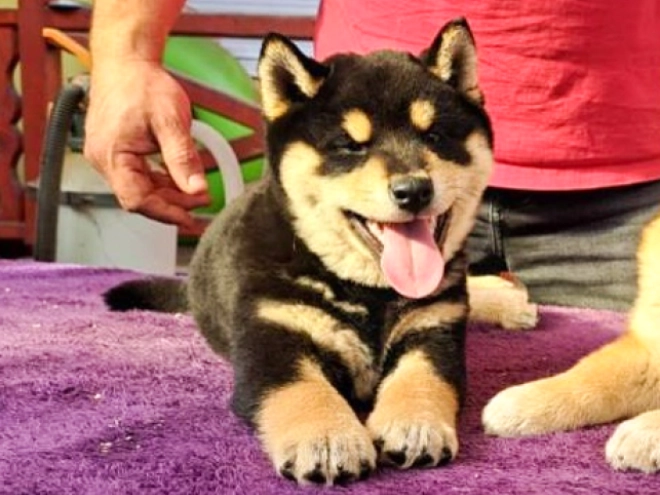 Shiba Inu Welpe kaufen