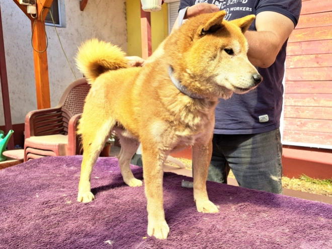 Shiba Inu Welpe kaufen