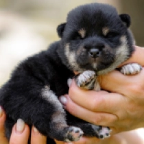 Gifu, black and tan Shiba Inu for sale