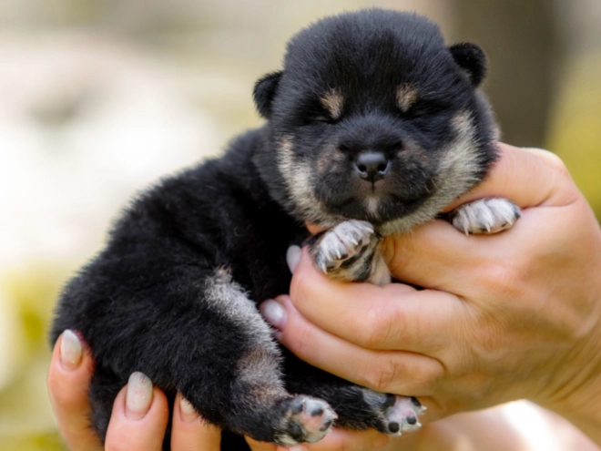 Shiba Inu Welpe kaufen