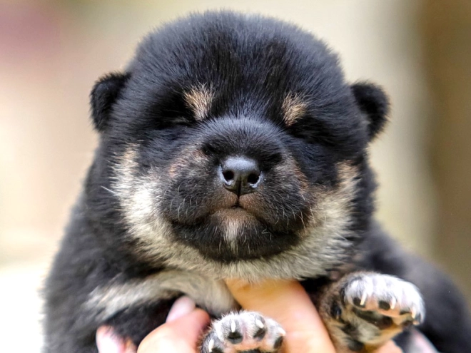 Shiba Inu Welpe kaufen