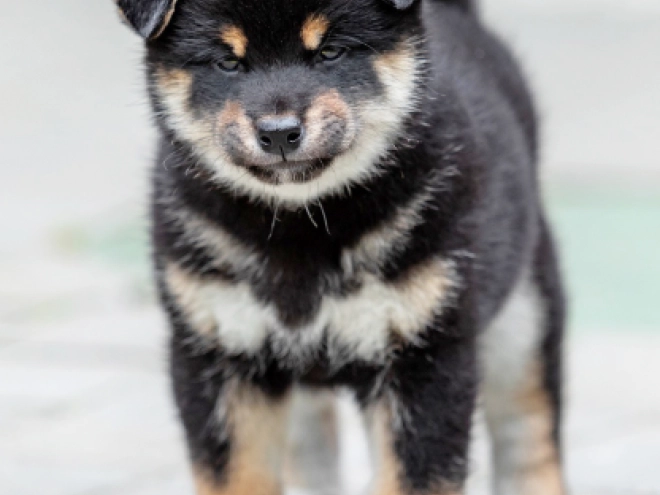 Shiba Inu Welpe kaufen