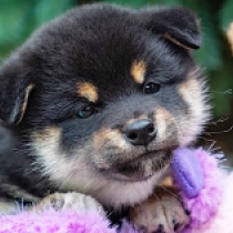 Gifu, black and tan Shiba Inu en venta