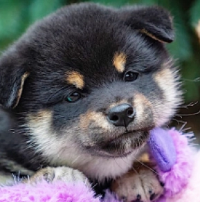 Perros Shiba Inu en venta