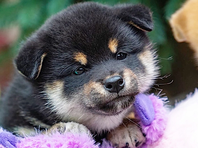 Shiba Inu Welpe kaufen
