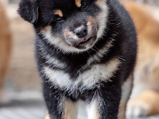 Shiba Inu Welpe kaufen