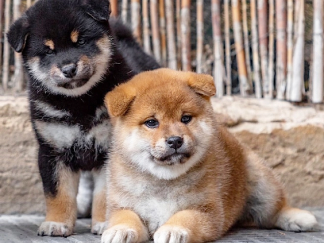 Shiba Inu Welpe kaufen