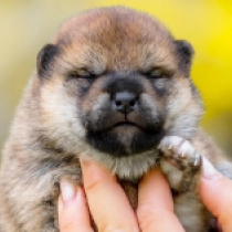 Akai, red Shiba Inu for sale