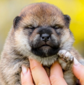 Shiba Inu puppy for sale