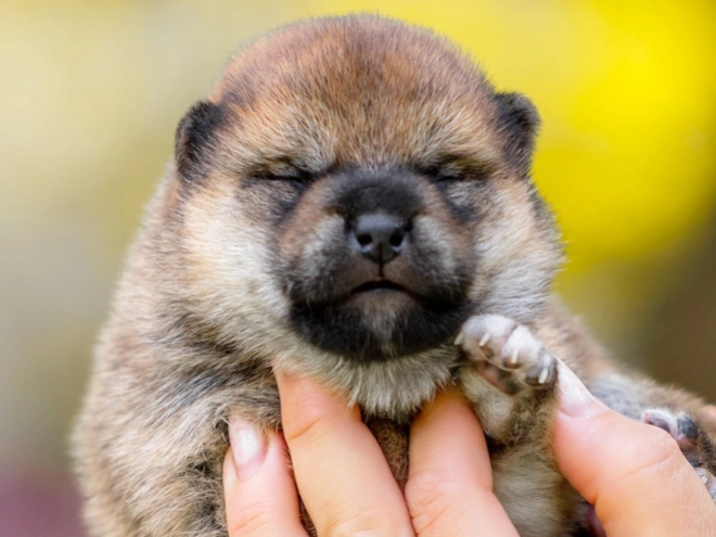 Shiba Inu Welpe kaufen